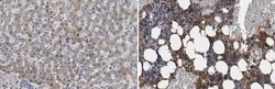 Alpha-2-HS-Glycoprotein, Rabbit anti-Human, Polyclonal, Millipore Sigma